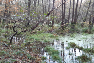Wet ground in woodland