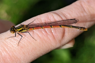 Large red damselfly