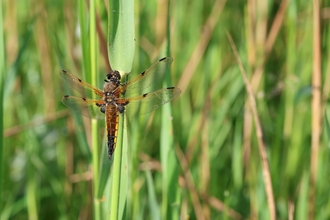 Four-spotted chaser dragonfly