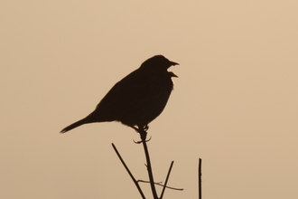 Early morning corn bunting