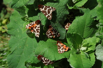 Garden tiger moths at the Great Fen
