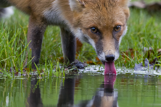 Fox drinking from water on the ground