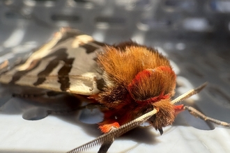 Close up view of a Garden Tiger moth (bright red and orange fuzzy head, white wings with brown splodges, long cream antennas).)