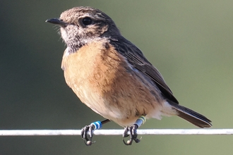 Stonechat (yellow/blue/yellow & blue/white/blue)