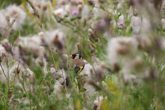 A goldfinch perched in thistles with fluffy seed heads