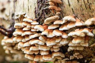 A large cluster of small shell-shaped fungi growing from a silver birch log