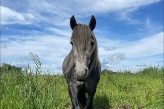 A grey pony walks towards camera in a green field with blue sky and white clouds above