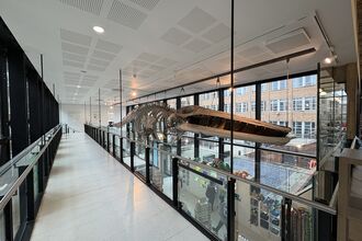 A Fin Whale skeleton hanging from the ceiling inside the Cambridge Museum of Zoology.