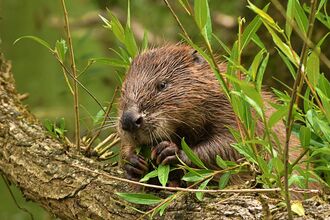 A beaver eating willow