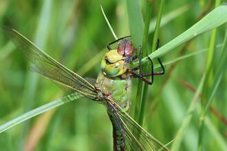 Emperor dragonfly and prey