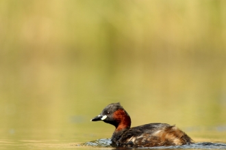 Little grebe