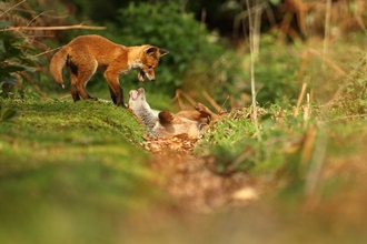 A pair of fox cubs play fighting in the grass on a sunny day