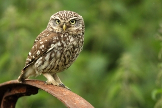 Little Owl