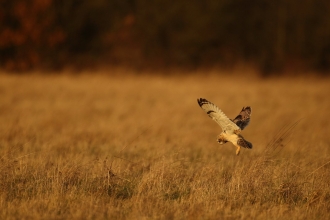 Short-eared owl 