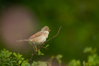 Whitethroat