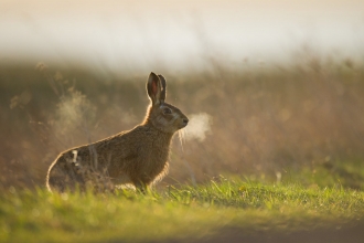 Brown hare