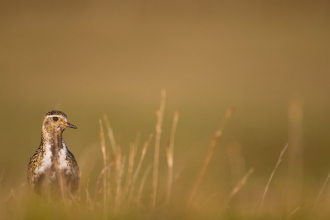 Golden plover