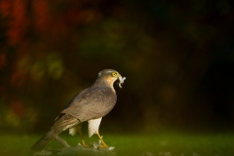 Sparrowhawk