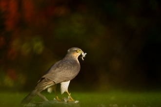 Sparrowhawk