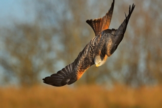 Red kite