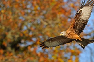 Red Kite