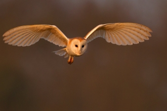 Barn Owl