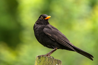 blackbird