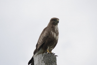 Buzzard