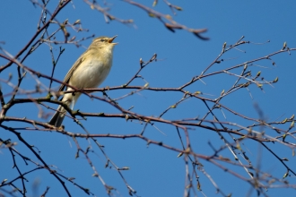 Willow warbler