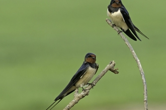 Swallows