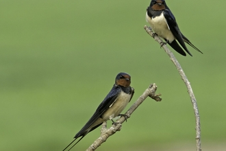 Swallows