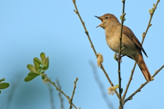 Nightingale