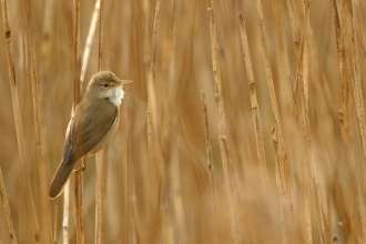 Reed warbler