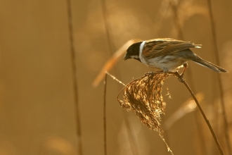 Reed Bunting