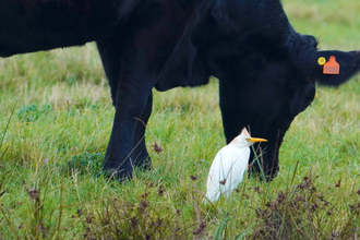 Cattle egret - Jim Higham