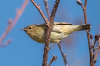 Chiffchaff