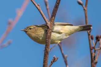 Chiffchaff