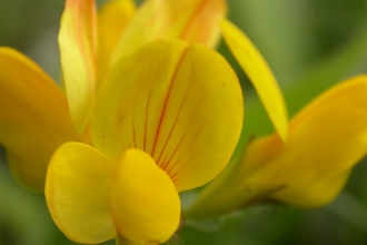 Common Bird's-foot-trefoil