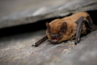 Common pipistrelle