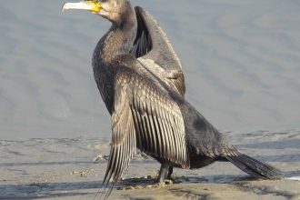 Cormorant