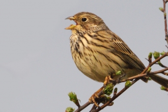 Corn Bunting 