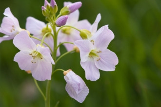 Cuckooflower