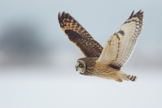 Short-eared owl