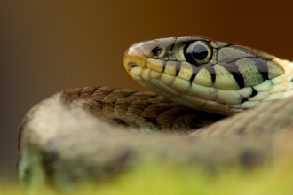 Grass snake