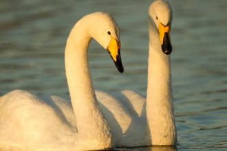 Whooper Swan