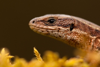 Common lizard