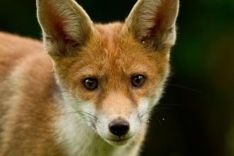 Red Fox