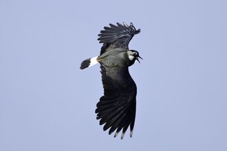 lapwing sky dancing by David Tipling/2020VISION