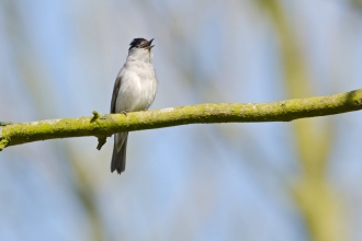 Blackcap