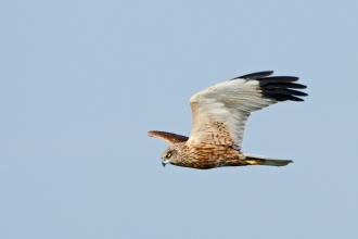 Marsh harrier